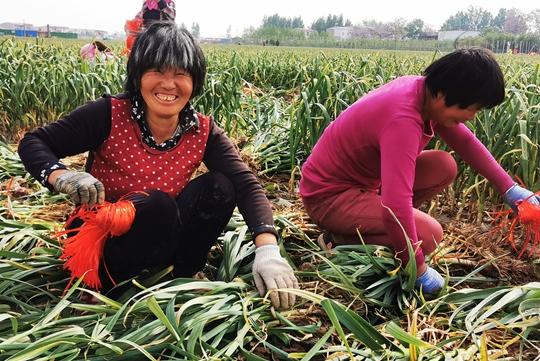 郑州市残联驻村书记朋友圈带货 销售中牟大蒜助农增收 