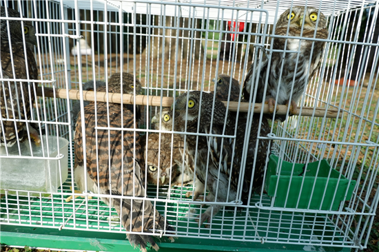 让爱飞翔——驻马店市林业局、市野生动物临时救助站助十余只幼鸟回归大自然