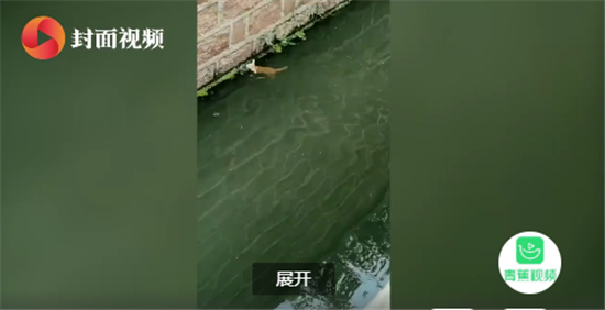 暖心！小伙下臭水沟救流浪猫 网友：一定是特别的缘分