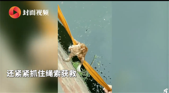 暖心！小伙下臭水沟救流浪猫 网友：一定是特别的缘分