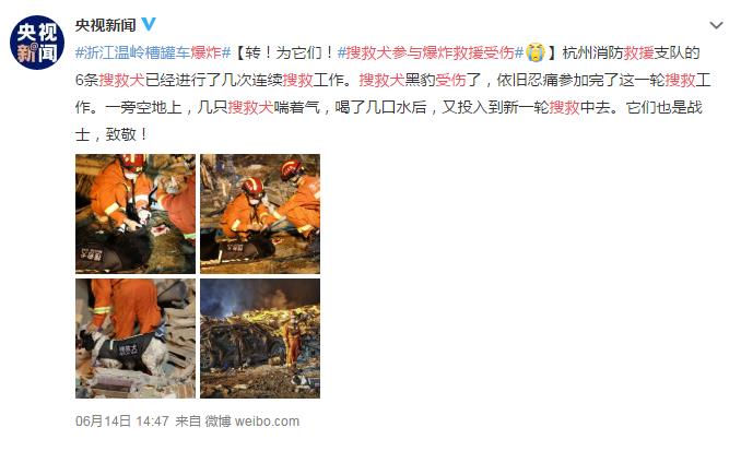 搜救犬参与爆炸救援受伤 网友:是最忠诚的朋友啊