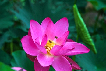 河南南阳：夏荷绽放引游人