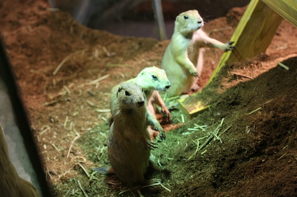寓教于乐 郑州未来动物城上演现实版《土拨鼠哪去了？》