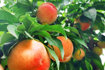 喜获丰收！平顶山：70万斤“富硒桃”成熟 超市“包圆”