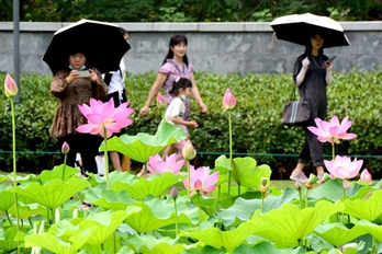 河南郑州：赏荷度假