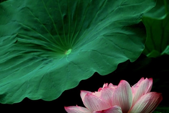 河南郑州：夏日赏荷