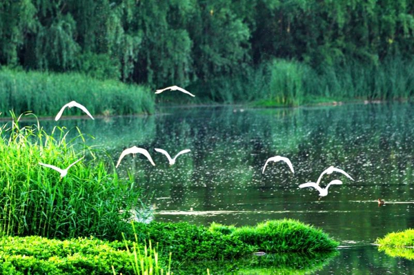 内乡：湍河湿地鸟类摄影大赛首展开展