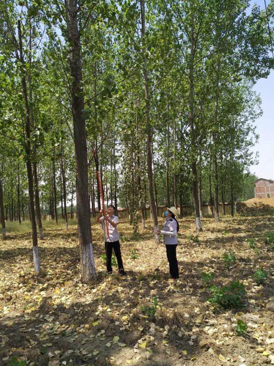 驻马店泌阳县发布林业有害生物预警 全力做好飞防准备工作