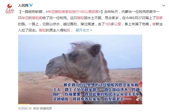 年迈骆驼被卖后独行100公里回家 网友：老骆识途啊！