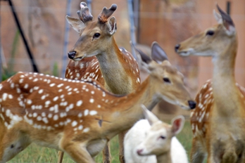 郑州:暑假趣游“动物世界”