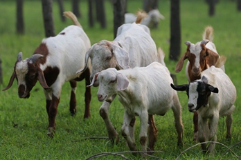 开封:黄河滩区草食资源丰富 群众养殖山羊致富增收