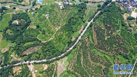 夏日时节田园美