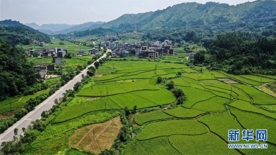 夏日时节田园美