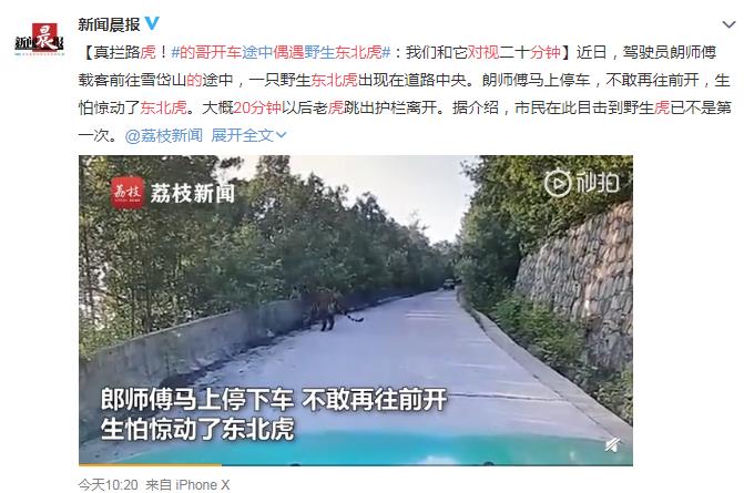 的哥开车偶遇东北虎对视20分钟 网友：有点腿软了我