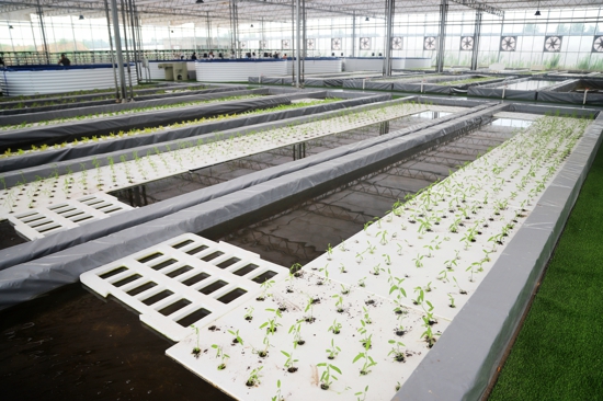 【决胜2020 河南更出彩】发展现代高效农业 助力乡村振兴