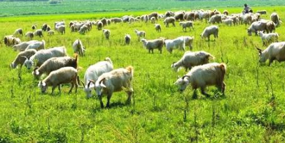 内蒙古农畜产品总体合格率达98%以上