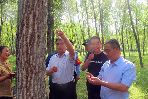 内乡县加强林业有害生物防治