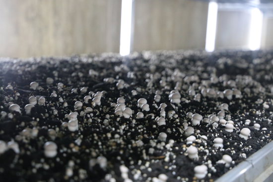 【决胜2020 河南更出彩】叶县龙泉乡：“重”招商 “巧”脱贫