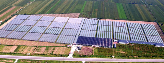 驻马店“葡萄仙子”王书美：这个盛夏，她翡翠般的梦“玲珑”绽放