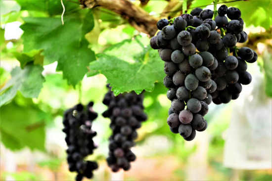 驻马店“葡萄仙子”王书美:这个盛夏,她翡翠般的梦“玲珑”绽放