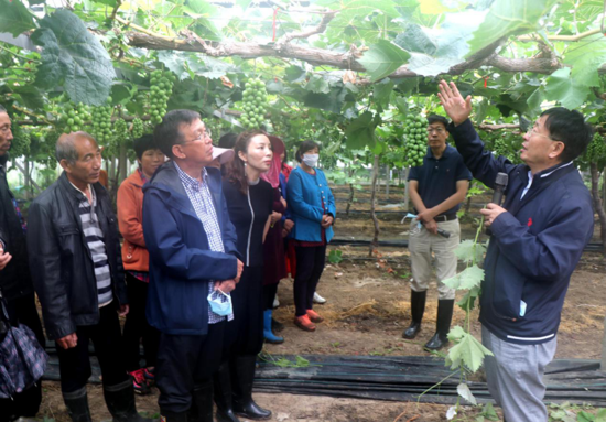 驻马店“葡萄仙子”王书美:这个盛夏,她翡翠般的梦“玲珑”绽放