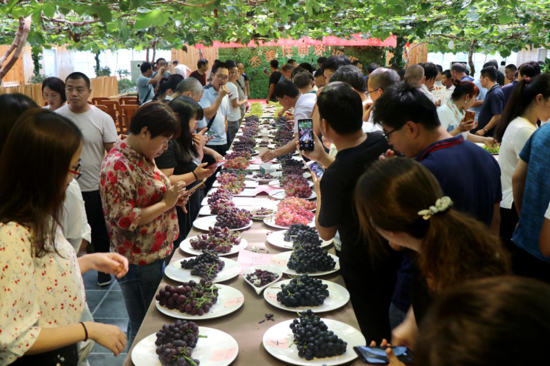 驻马店“葡萄仙子”王书美:这个盛夏,她翡翠般的梦“玲珑”绽放