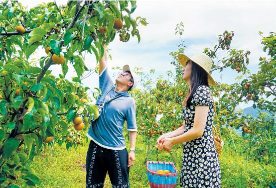 信阳市新县陡山河乡国黄梨种植带动当地农民增收脱贫