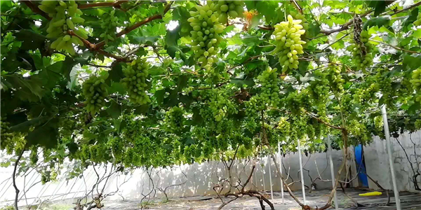 方城县：发展特色农业 今年葡萄又增收