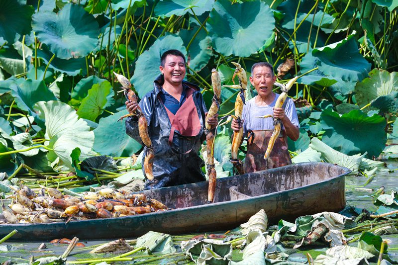 河南光山:莲藕喜丰收 农民笑开颜