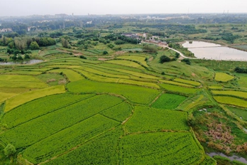 河南光山：乡村稻田“调色板”