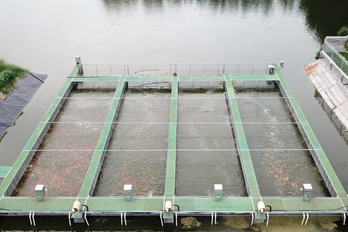 中牟县北堤村：鱼肥椒红奔小康