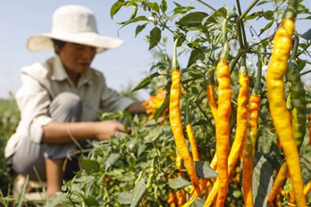 平顶山宝丰：特色辣椒种植助农增收