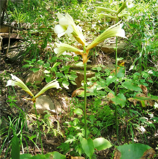 洛阳龙潭大峡谷——珍稀植物的美好家园！