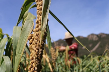 河北承德小米香