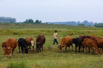 信阳光山: 养牛富乡亲