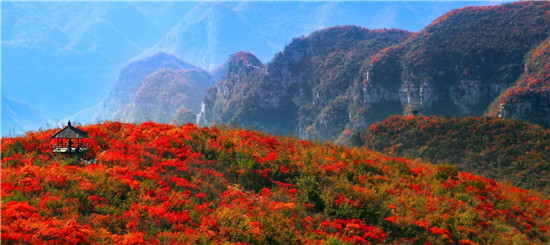 青天河“十万亩红叶”盛宴，震撼美景提前赏！