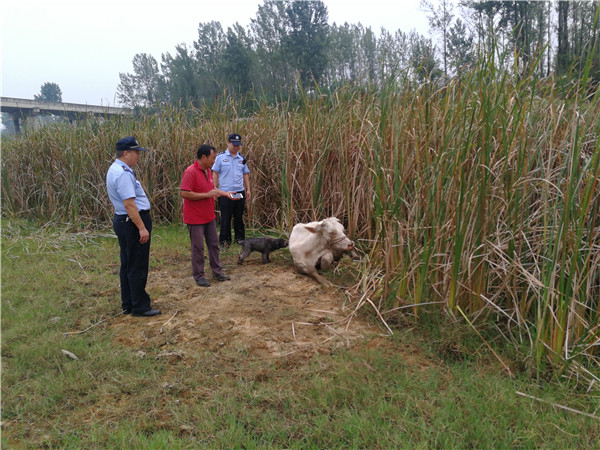 桐柏:民警助力找黄牛 多方寻找解民忧