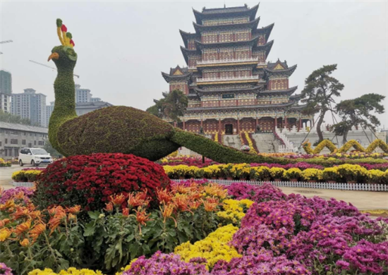 以花为媒，弘扬钧都文化！开封菊花展绽放钧瓷之都