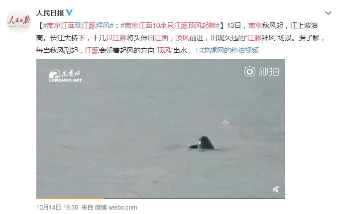 南京江面10余只江豚顶风起舞 网友：绿水青山给了它们活力