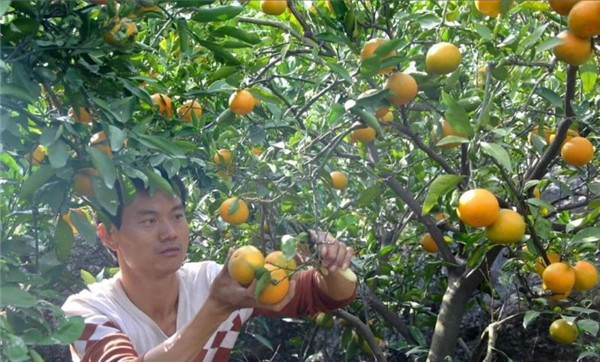 内乡：发展柑橘产业助力脱贫攻坚