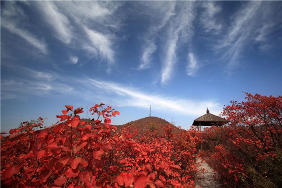 青天河十万亩红叶最佳观赏点来啦！