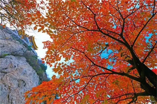 秋已至，老君山上被大自然打翻了调色盘