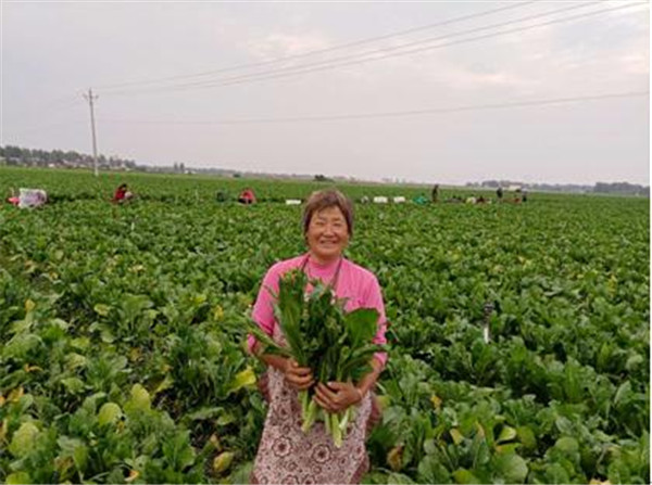 社旗县晋庄镇：蔬菜种植基地忙  增收致富有奔头