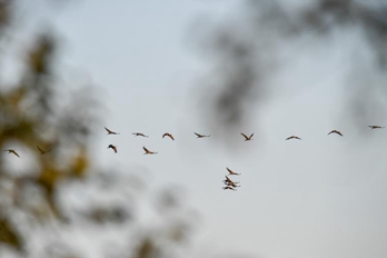 吉林省镇赉县迎来候鸟南迁高峰
