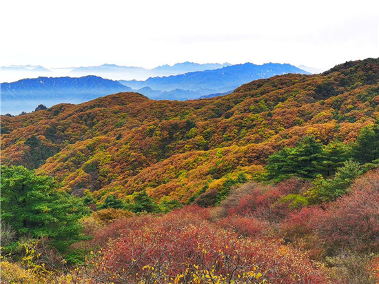 醉美红叶赏景正当时 平顶山市第十届(尧山)红叶节绚丽开幕
