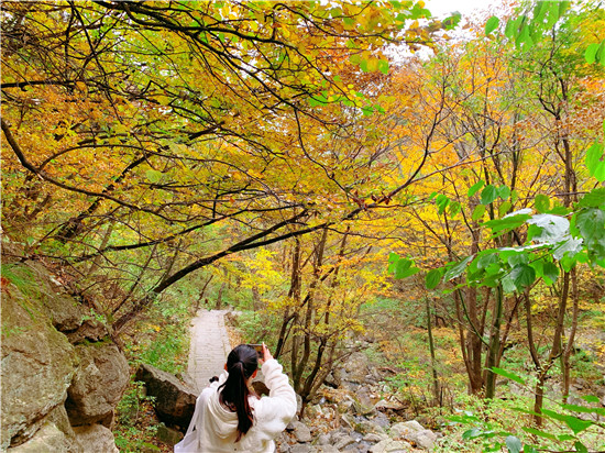 醉美红叶赏景正当时 平顶山市第十届(尧山)红叶节绚丽开幕