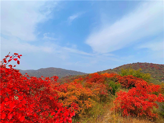 红叶满山 染亮荆紫仙山的惬意之秋