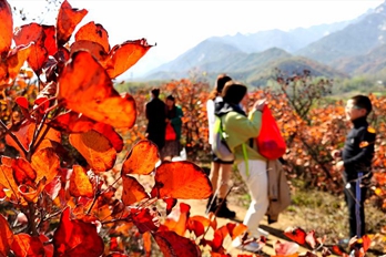 河南洛阳：花果山上赏红叶
