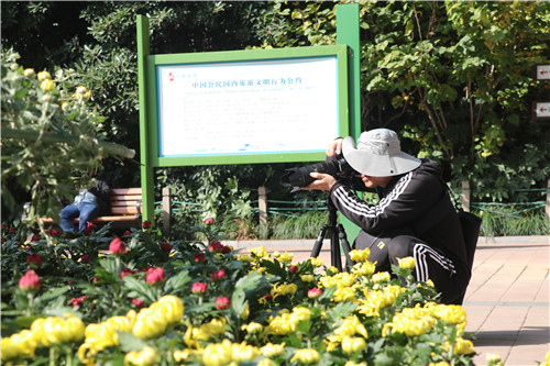  “七彩菊”首次亮相郑州  人民公园金秋菊展如约举办