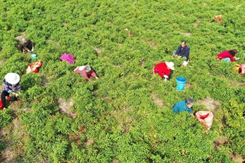 平顶山宝丰：“一村一品”助力乡村振兴
